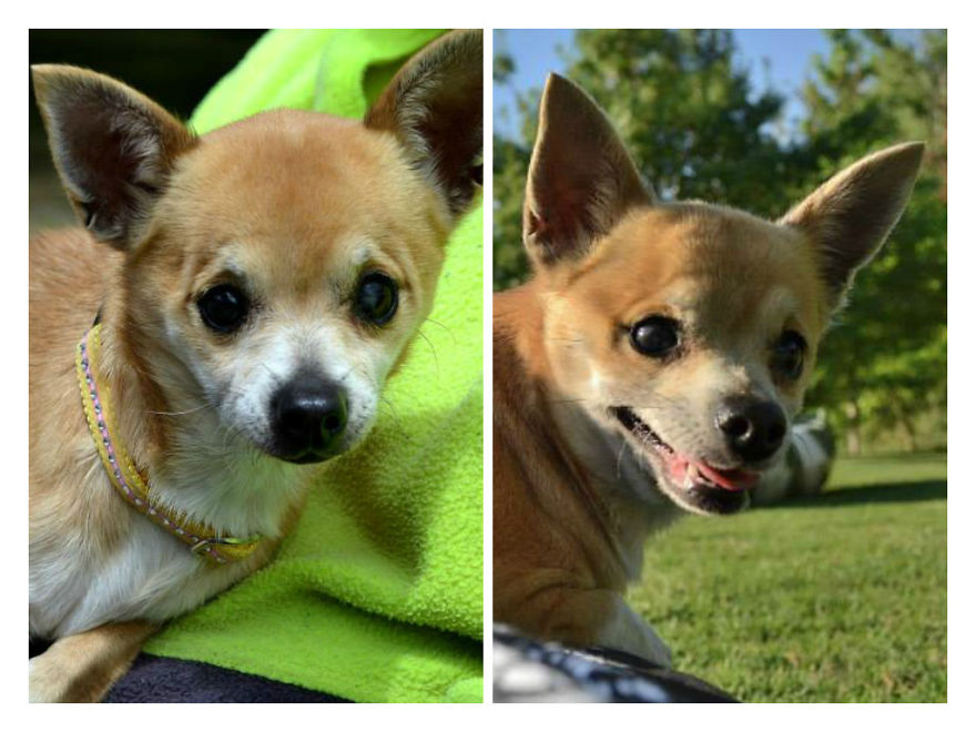 Before And After Photos Of My Rescued Dogs Before And After Photos Of My Rescued Dogs