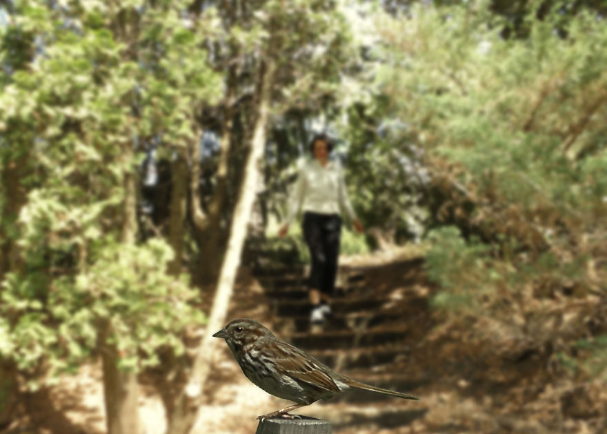 Birds In The Foreground With Me In The Background - Photomontages.