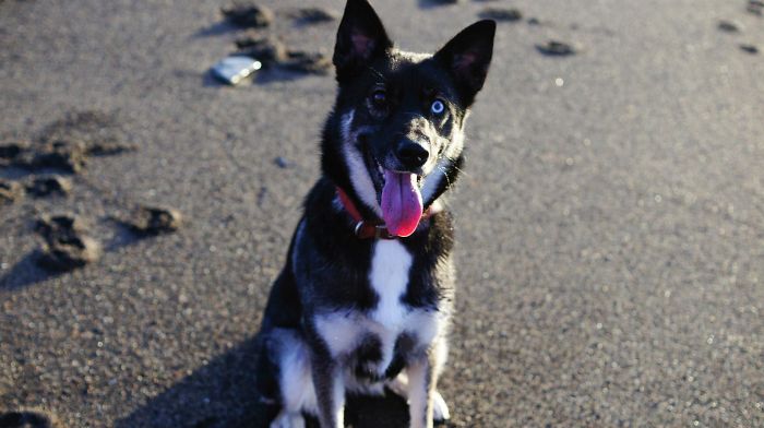 Nana Husky/german Shepherd Mix :)
