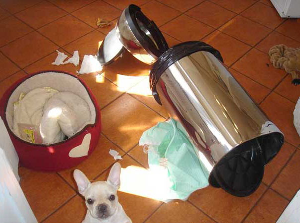 A Messy French Bulldog Puppy