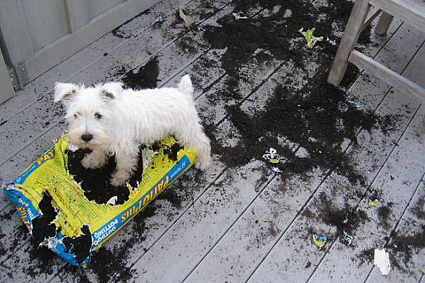 Westie Mess
