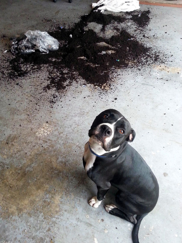 The Face Of Pure Guilt