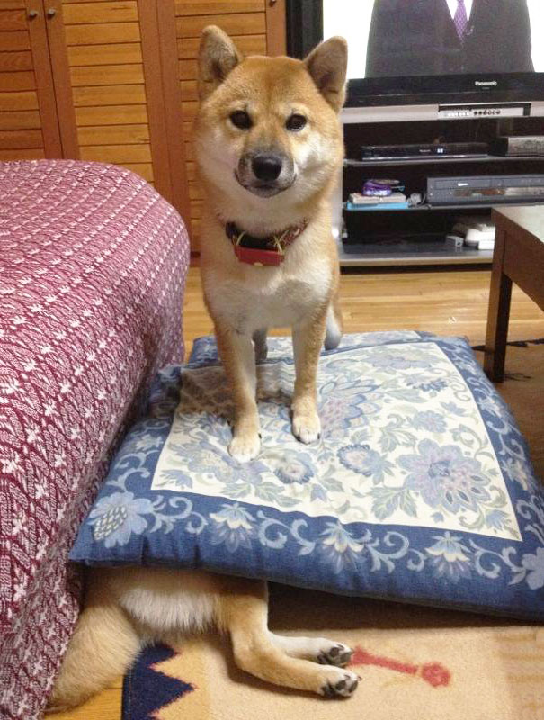 Badass Shiba