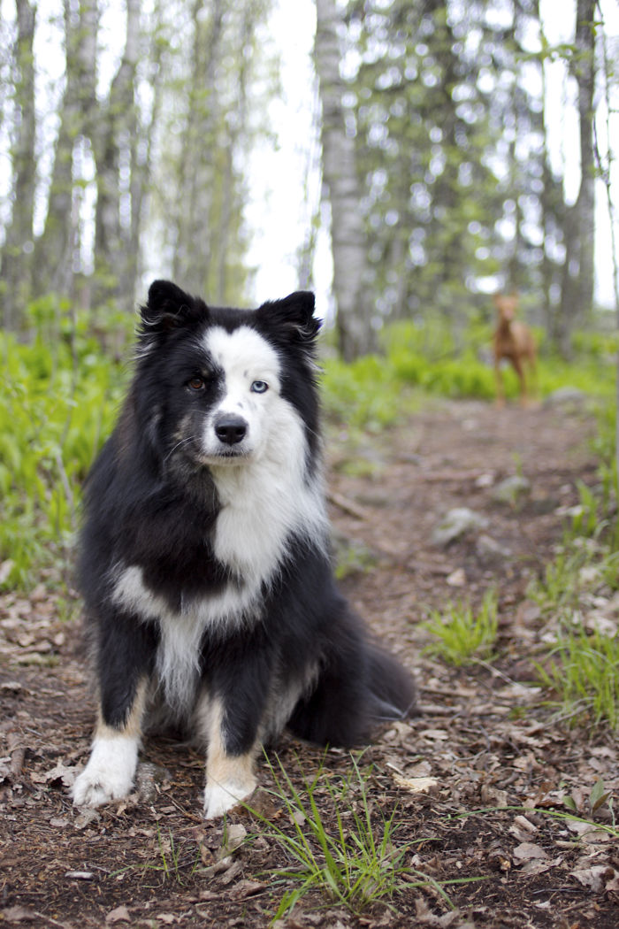 Panda The Finnish Lapphund
