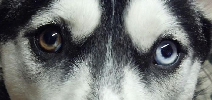 Peaches The Siberian Husky.