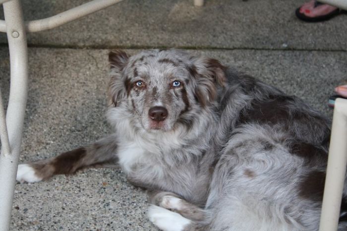 Pepper - Australian Shepherd