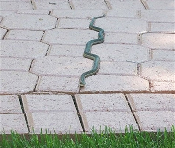 Tidy Snake