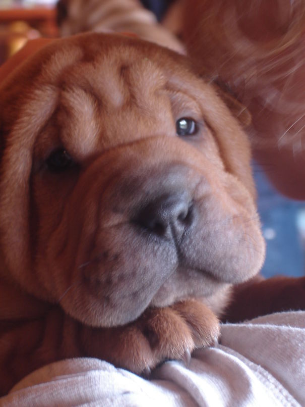 My Sweet Shar Pei.