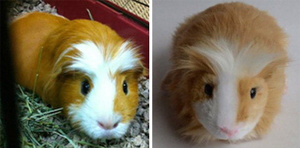 pet-copy-custom-plush-toys-cuddle-clones-15