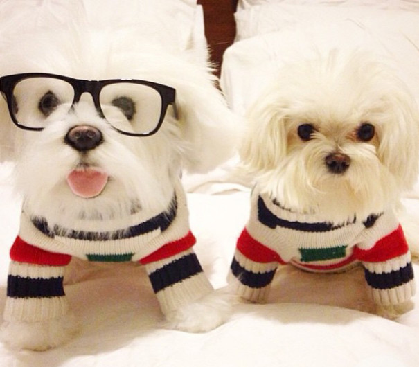 pet-copy-custom-plush-toys-cuddle-clones-16