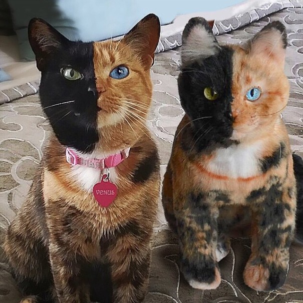 pet-copy-custom-plush-toys-cuddle-clones-21 pet-copy-custom-plush-toys-cuddle-clones-21