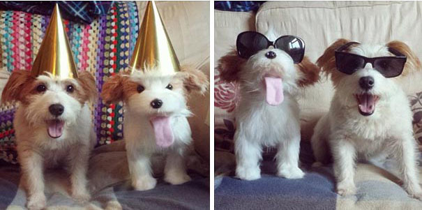 pet-copy-custom-plush-toys-cuddle-clones-26 pet-copy-custom-plush-toys-cuddle-clones-26