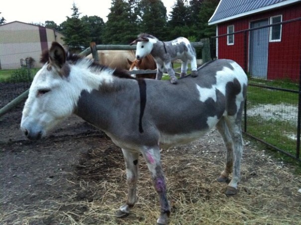 pet-copy-custom-plush-toys-cuddle-clones-7