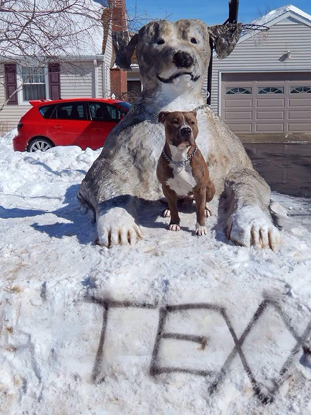Giant Pit Bull Made Of Snow Looks Exactly Like Its Inspiration