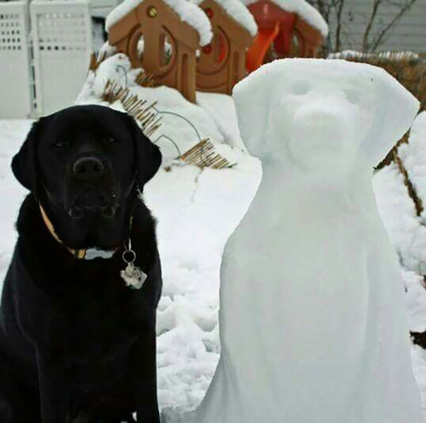 Black Lab And His Lookalike