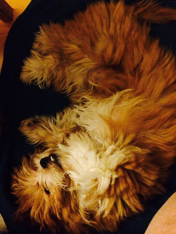 Coton De Tulear/tibetan Spaniel Mix