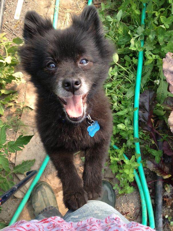 Pomeranian-schipperke (full Grown!)