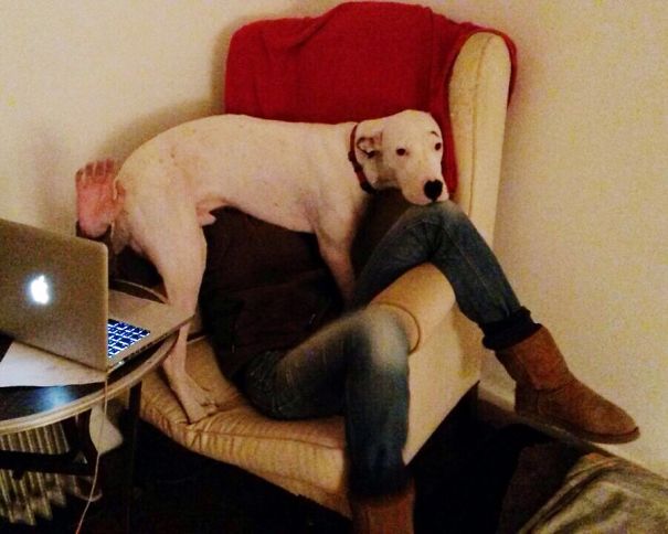 Work Is Overrated, Especially When Mom Is Sitting On My Chair!