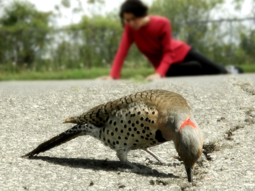 Birds In The Foreground With Me In The Background - Photomontages.