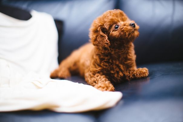 Poodle Puppy