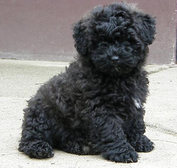 Puli Puppy