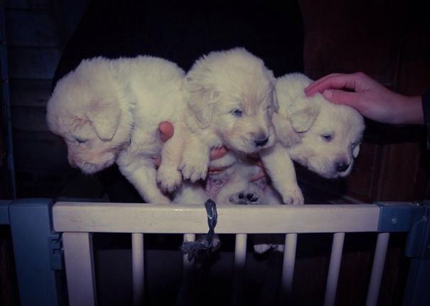 Sarplaninac Puppys, 2 Weeks Old.