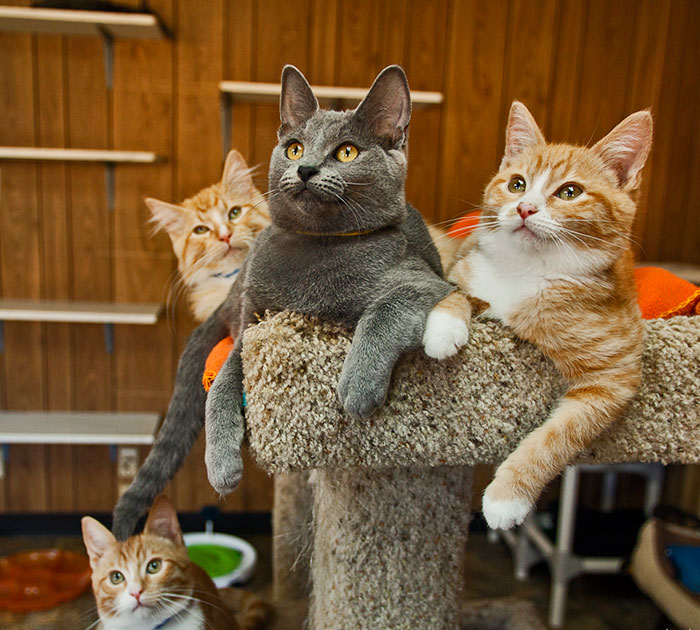 I Photograph Rescue Cats At The Largest No-Kill Cat Sanctuary In California (700+ Cats) To Help Them Get Adopted