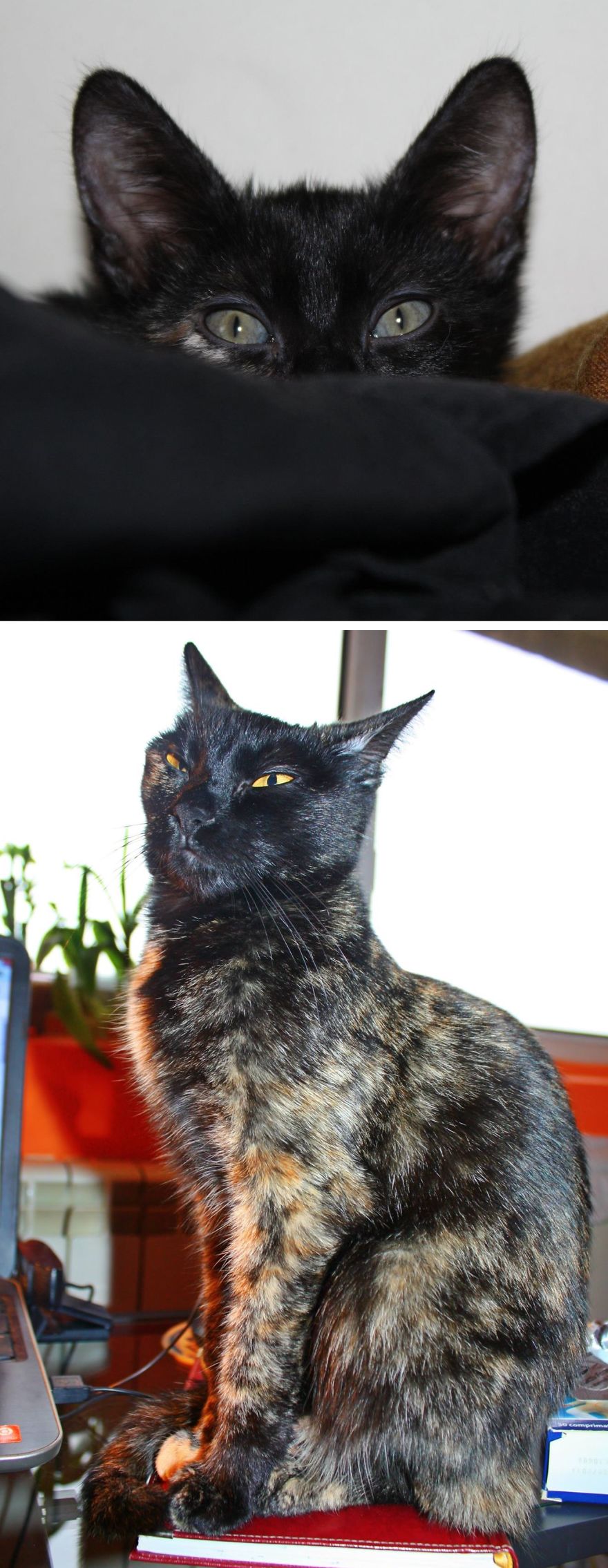 Sasha, First Picture Took It To Her, She Was So Terrified. And Sasha After 2 Years, A Queen :p