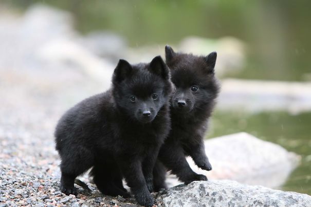 Schipperke Puppies