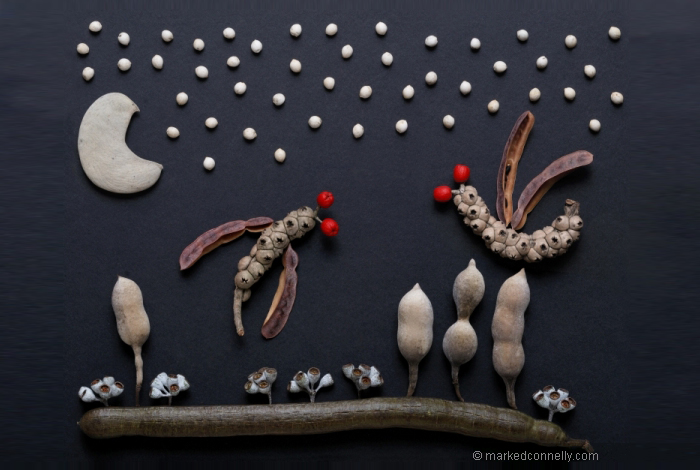 seeds-seedpod-photography-mark-connelly-17 seeds-seedpod-photography-mark-connelly-17