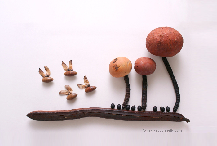 seeds-seedpod-photography-mark-connelly-18 seeds-seedpod-photography-mark-connelly-18