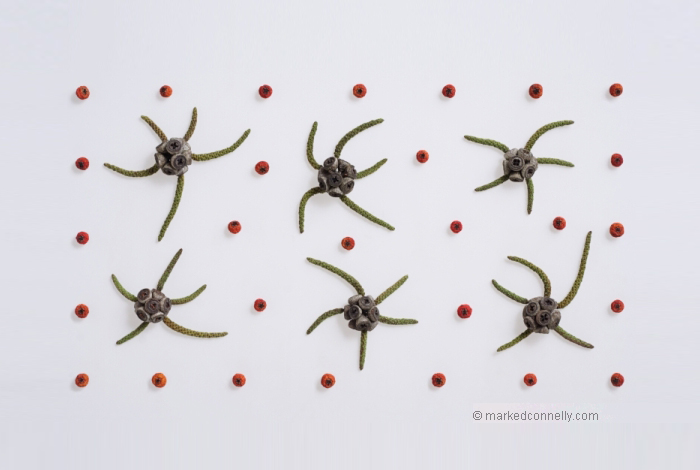 seeds-seedpod-photography-mark-connelly-20 seeds-seedpod-photography-mark-connelly-20