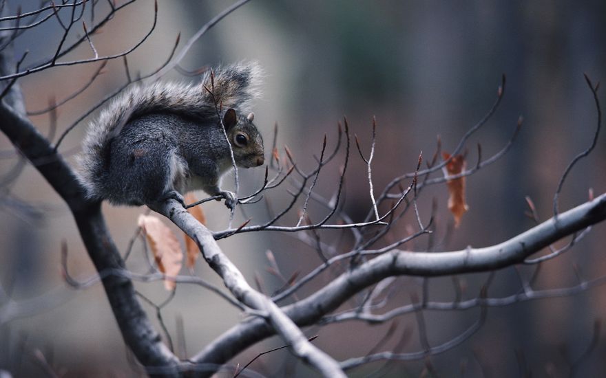 Autumn Squirrel