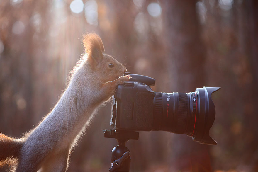 squirrel-photography-russia-vadim-trunov-12 squirrel-photography-russia-vadim-trunov-12