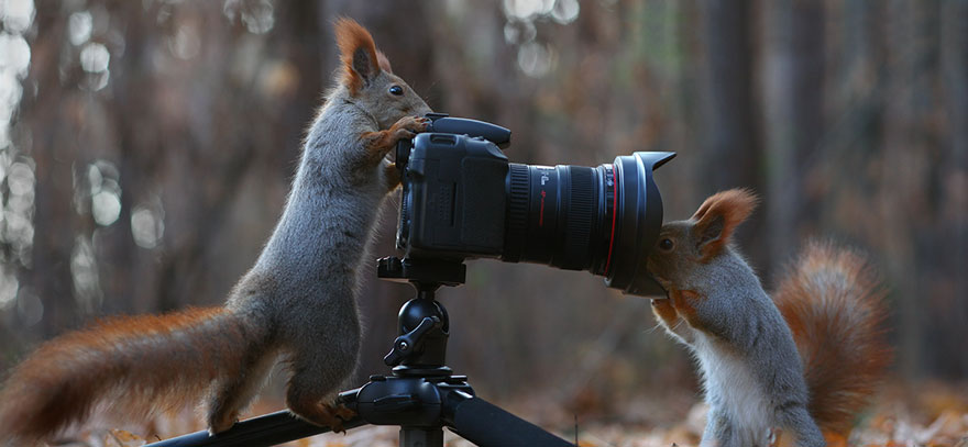 squirrel-photography-russia-vadim-trunov-13 squirrel-photography-russia-vadim-trunov-13