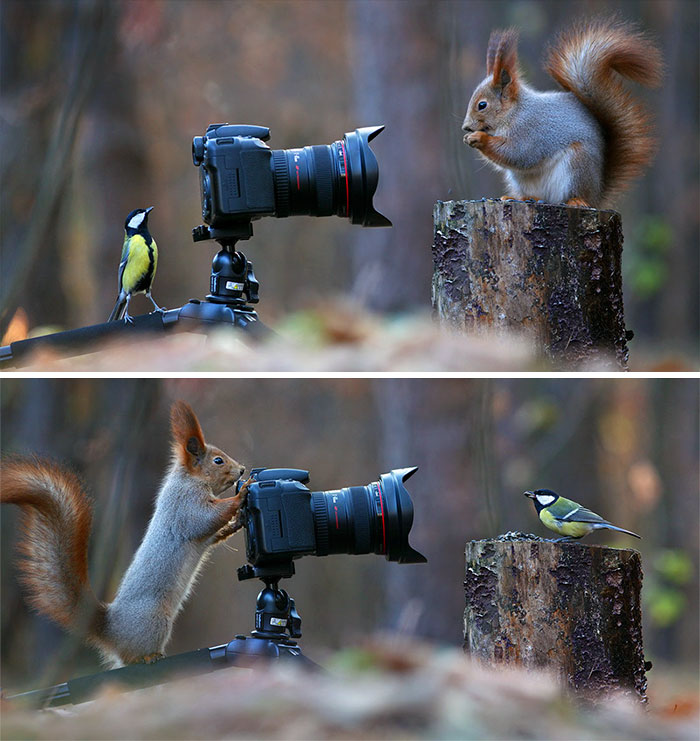 Russian Photographer Captures The Cutest Squirrel Photo Session Ever