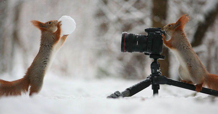 Russian Photographer Captures The Cutest Squirrel Photo Session Ever