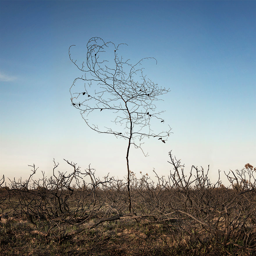 Artist Has Spent 7 Years Turning UK Forests Into Works Of Art