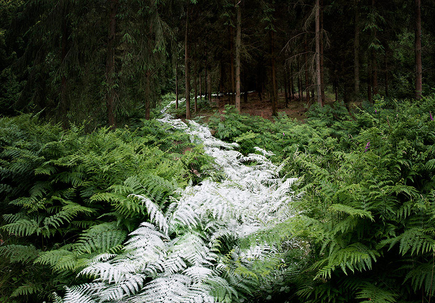 surreal-forest-photograhy-ellie-davis-23 surreal-forest-photograhy-ellie-davis-23