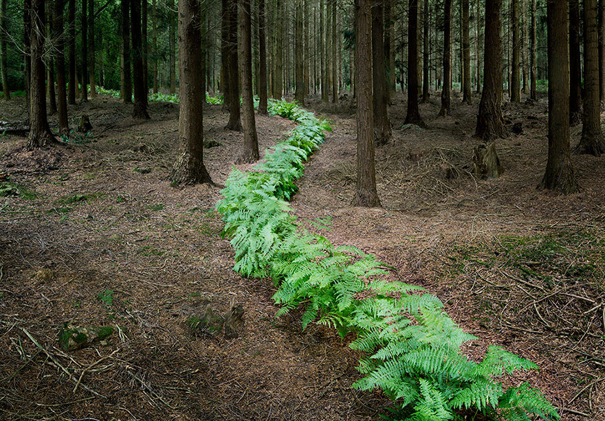 Artist Has Spent 7 Years Turning UK Forests Into Works Of Art
