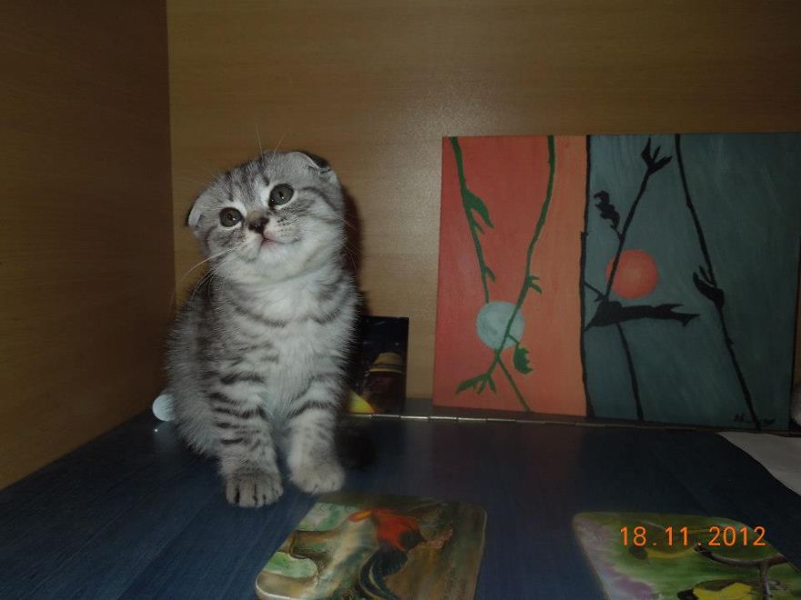 Sylvester Baby Boy Aka Bombonila