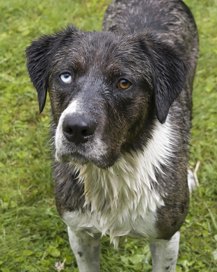 Toby. Australian Shepherd/lab/somethin-somethin.