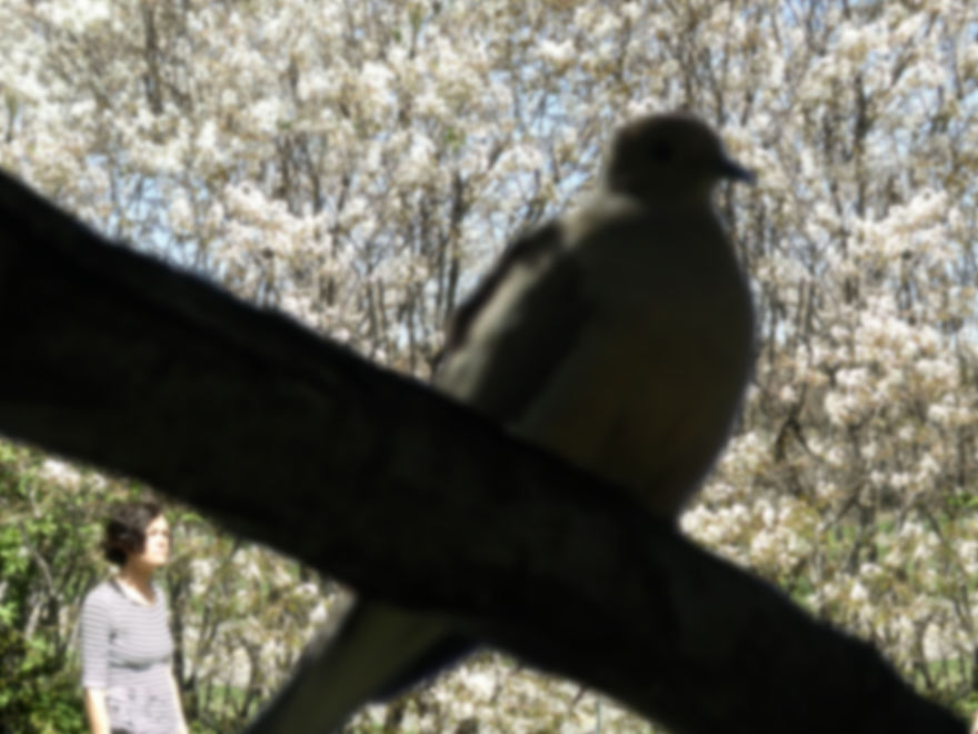 Birds In The Foreground With Me In The Background - Photomontages.