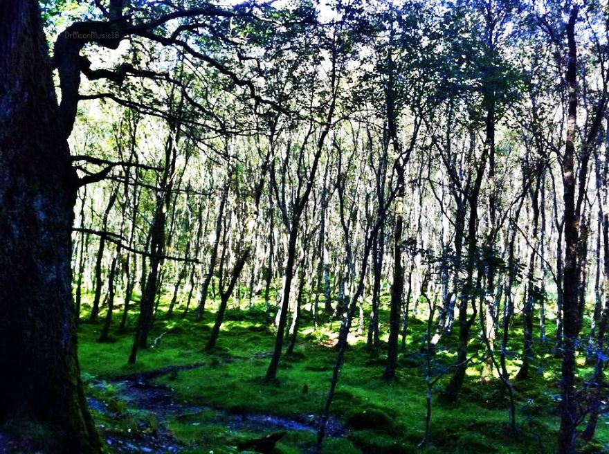 Glowing Trees, Glendalough, Wicklow, Ireland