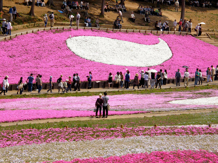 The Fuji Shibazakura Festival (Japan)