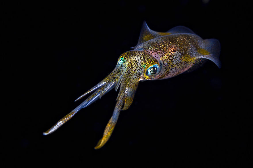 Bigfin Reef Squid