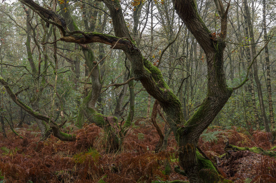 "krattwald", Germany