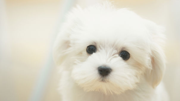 Maltese Puppy