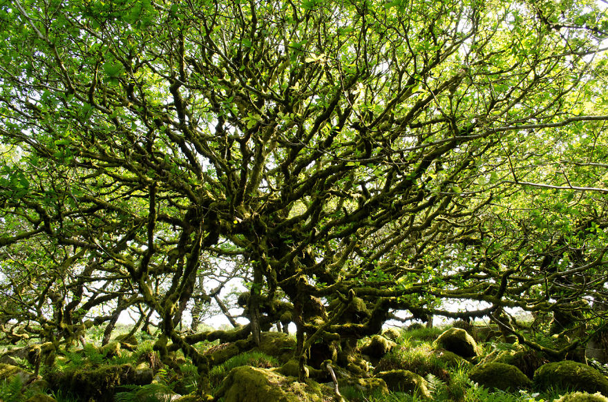 Wistman's Wood, Dartmoor