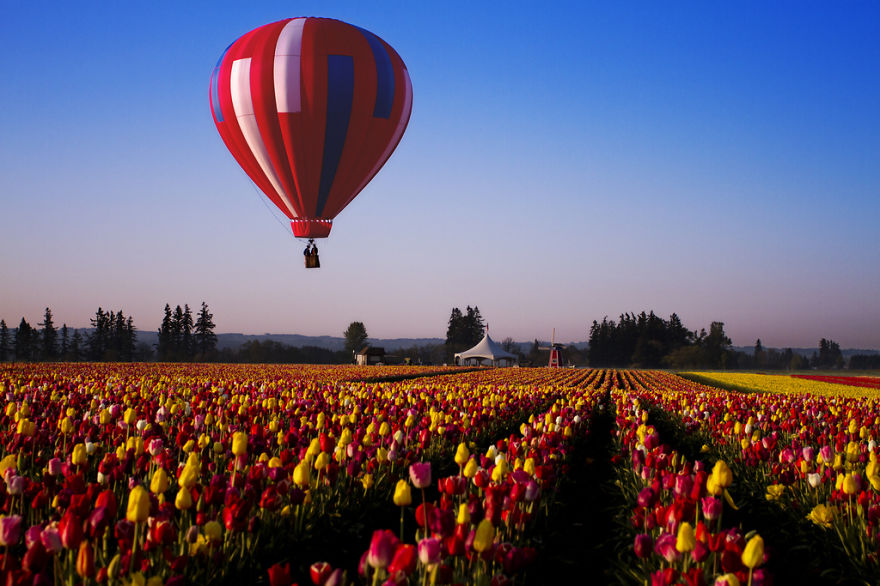 Skagit Valley Tulip Festival, Usa